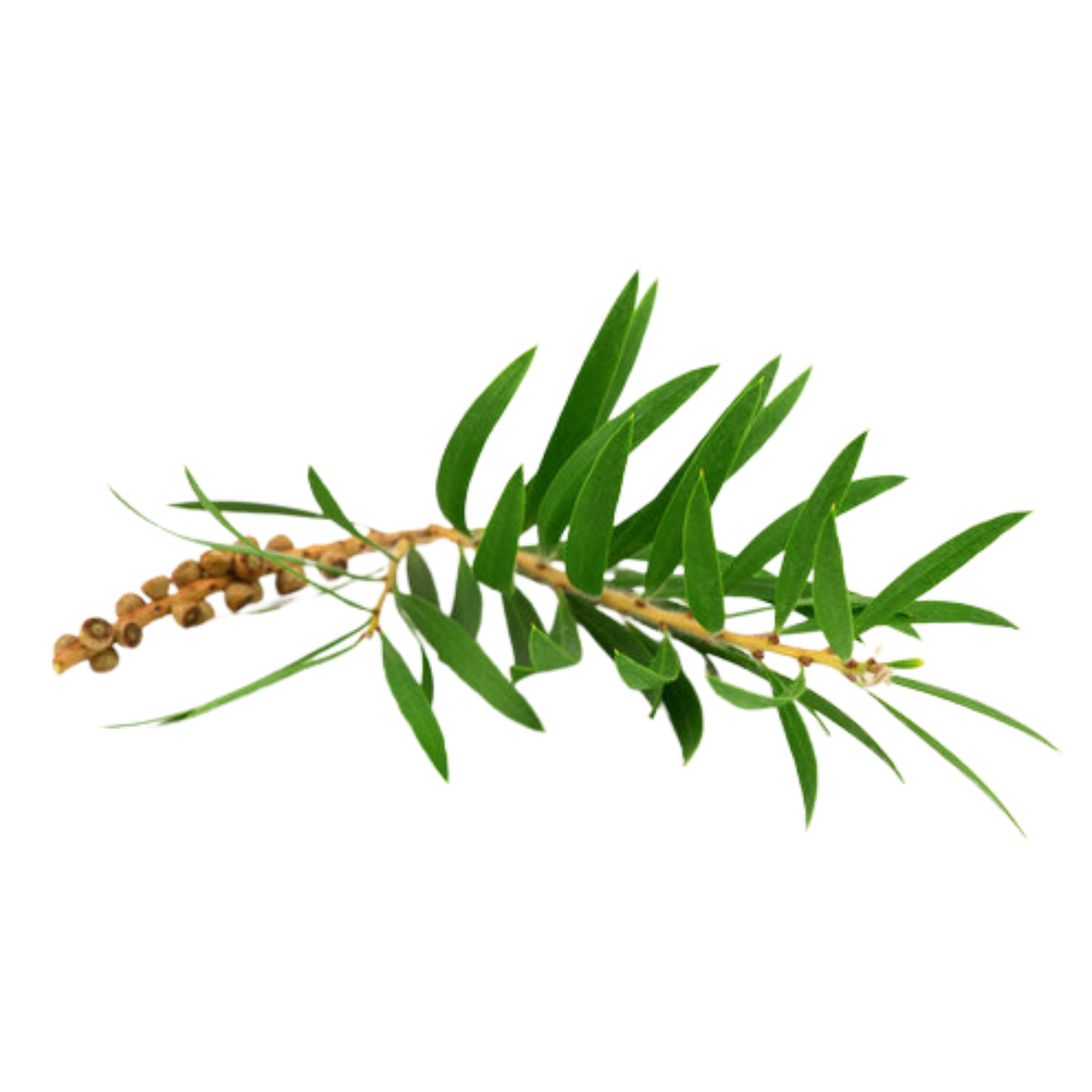 Huile d'Arbre à Thé (Tea Tree)